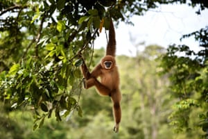 Um owa ou gibão de mãos brancas paira sobre uma árvore após ser solto na floresta selvagem da Indonésia de Sampoiniet, província de Aceh