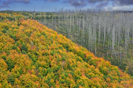 A hillside of deciduous trees in autumnal golds, russets and green with a clear line marking an area of taller but dead trees