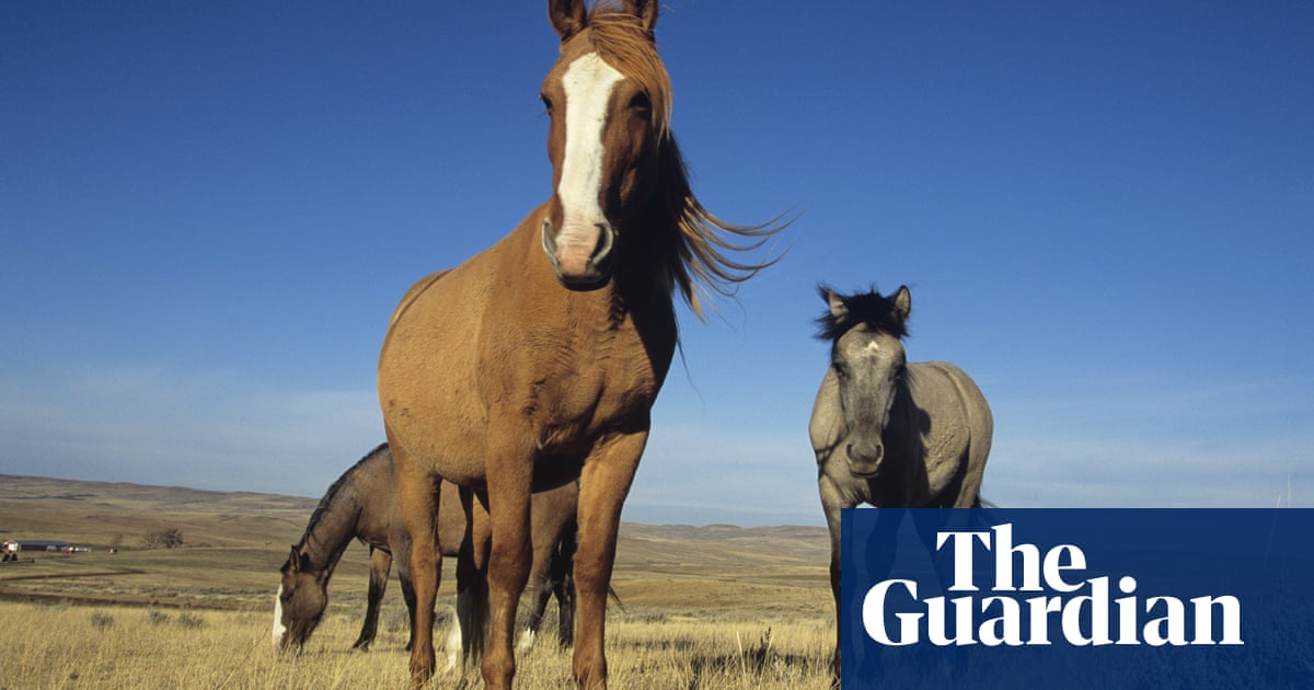 How five became one: the odd history of horses' hooves | Science | The  Guardian