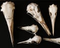 A collection of bird skulls resting against a black background