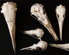 Scientists believe birds’ skulls hold clues to inner lives of long-extinct dinosaurs