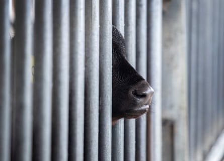 A calf peeks out of a fence at a Florida dairy farm.