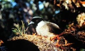 black faced honeycreeper