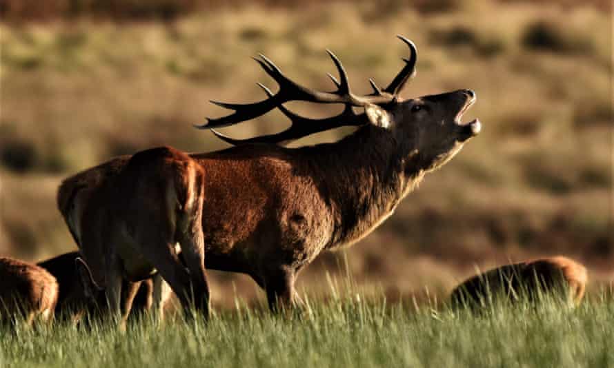 Red Stag Safari, Exmoor, Devon