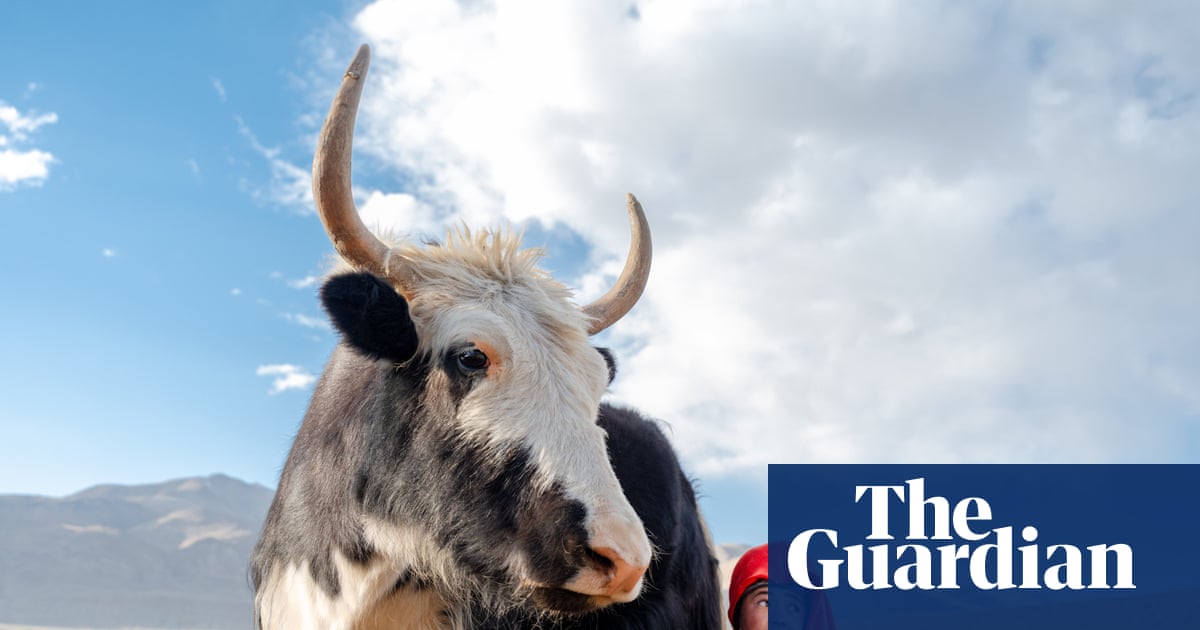 An Afghan girl calmly milks a giant yak: Daniel Malikyar’s best photograph