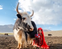 A large yak with curved horns being milked a young child in traditional red clothing and headscarf.