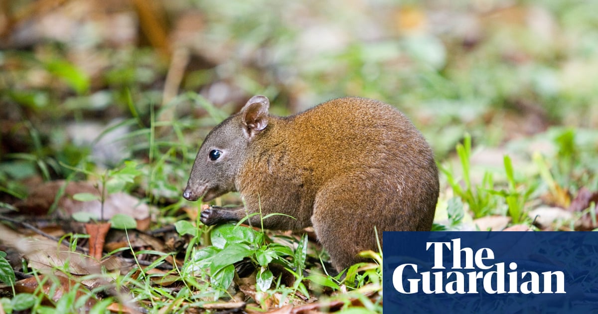 Musky Rat-Kangaroos Aid Kangaroo Evolution Study