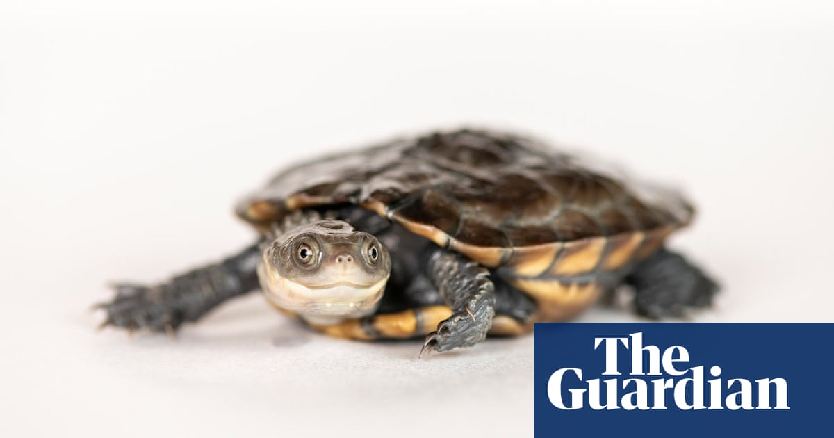 Australia's extraordinary and vulnerable animals – in pictures | Environment - The Guardian