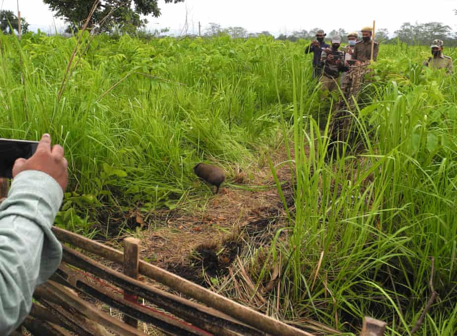 A pygmy hog enters the wild from the release enclosure in Manas reserve.