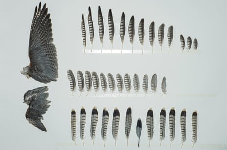 Feathers from a red-necked falcon