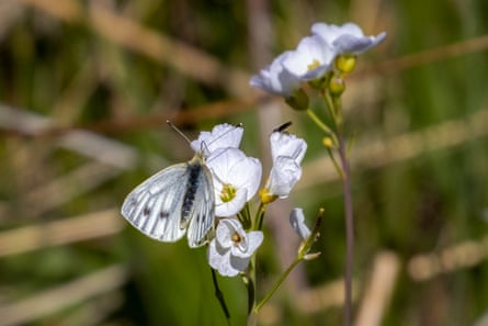 A butterfly with white wings with green veins and spots perches on a flower with similar colouring.