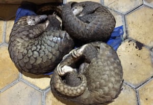 Pangolins smuggled from Laos and found in a bus in Vietnam's Ha Tinh province.
