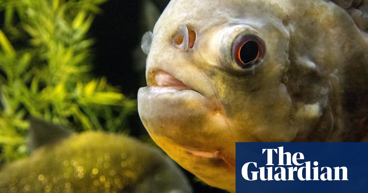 Sad Surprise Amazon Fish Contaminated By Plastic Particles Plastics The Guardian Sad Surprise Amazon Fish Contaminated By Plastic Particles Plastics The Guardian