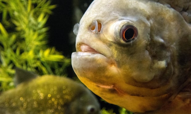 Sad Surprise Amazon Fish Contaminated By Plastic Particles Plastics The Guardian Sad Surprise Amazon Fish Contaminated By Plastic Particles Plastics The Guardian