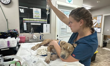 CORRIGE LA CIUDAD - En esta foto proporcionada por Maui Humane Society publicada la semana del 9 de agosto de 2023, un perro herido recibe tratamiento en Maui Humane Society en Puunene, Hawái. La Sociedad Protectora de Animales de Maui está tratando a perros, gatos, pollos, cerdos y otros animales que sufrieron quemaduras graves mientras huían de los incendios forestales. (Katie Shannon/Sociedad Protectora de Animales de Maui vía AP)