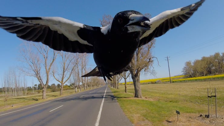 Australia’s magpie swooping season returns with a vengeance – and cyclists are their main targets Australia’s magpie swooping season returns with a vengeance – and cyclists are their main targets