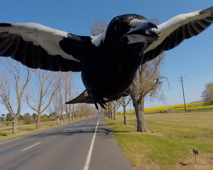 Australia’s magpie swooping season returns with a vengeance – and cyclists are their main targets