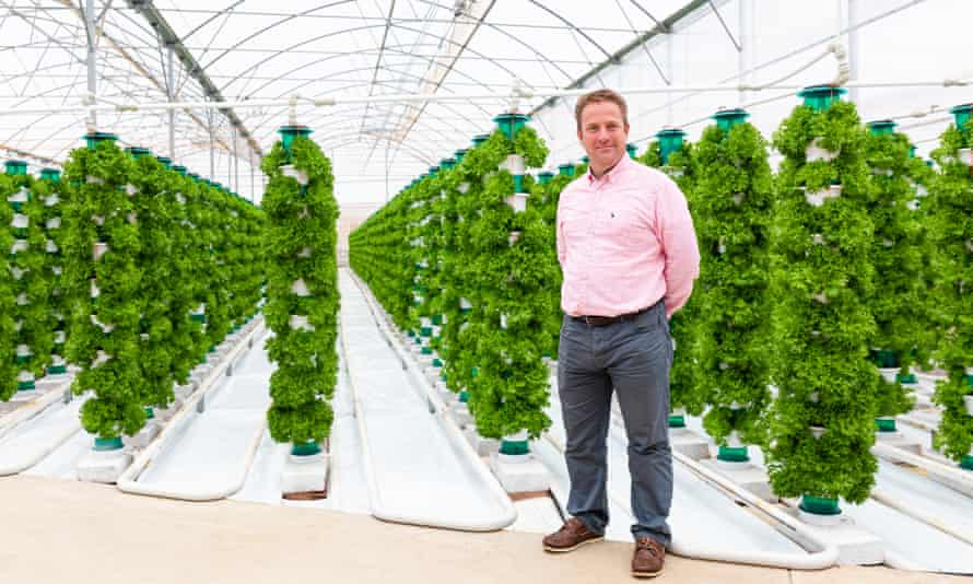 ‘It’s not as carbon-hungry’: UK’s largest sunlit vertical farm begins harvest | Farming 1 Nick Green in front of towers of greens