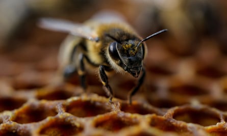 Hive heists: ‘Normal people can’t just go steal 500 hives with a forklift and a truck.’
