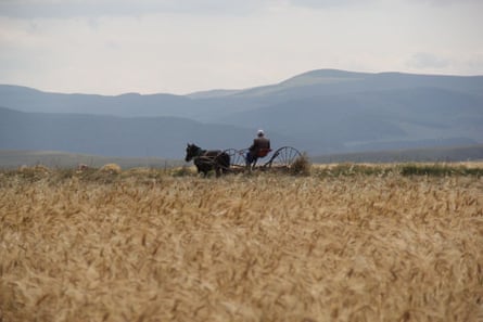 Kavilca wheat in Turkey.