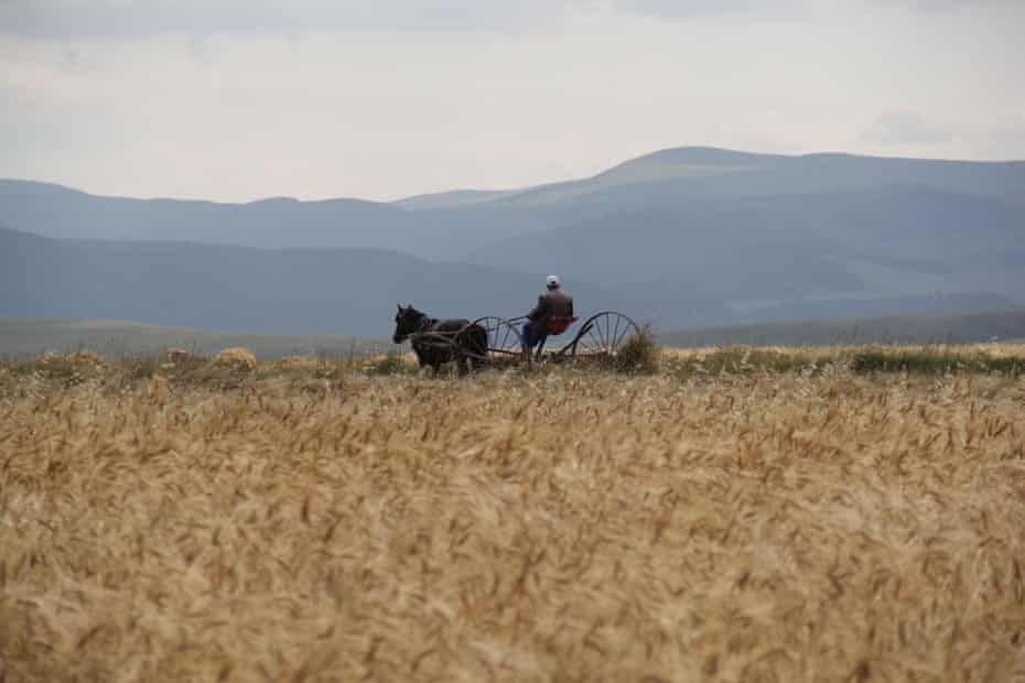 Kavilca wheat in Turkey.