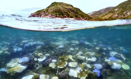 Bleached and dead coral around Lizard Island on the Great Barrier Reef.