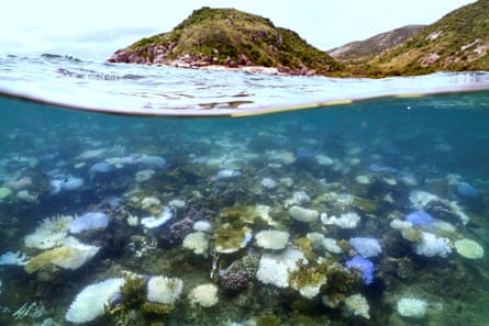 Damaged coral off an island