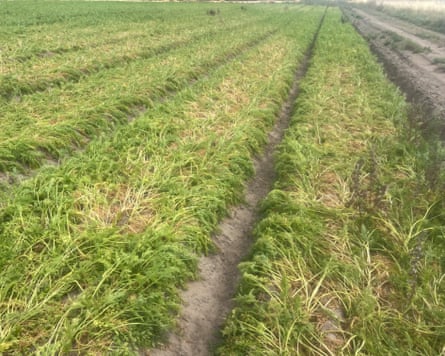 Carrot grower Rodger Hobson’s farm