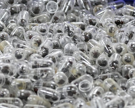 Samples of now-dead garden ants inside special plastic containers are presented to the court last month