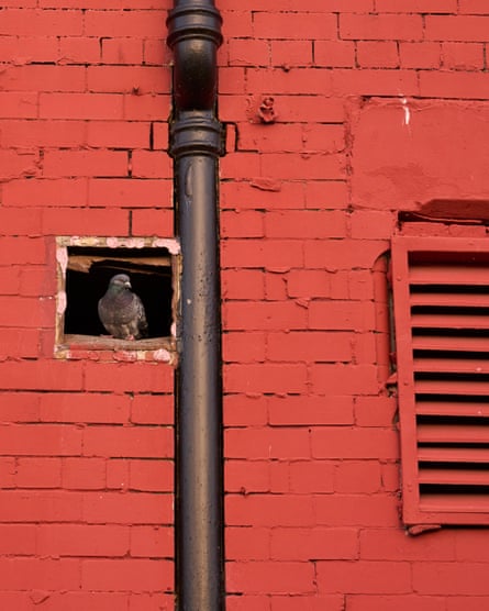 A pigeon next to a drain pipe