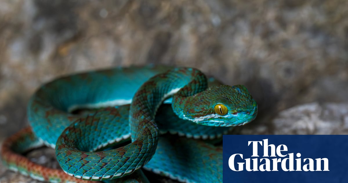 Secrets of the karst: new species found in Cambodia’s limestone caves – in pictures