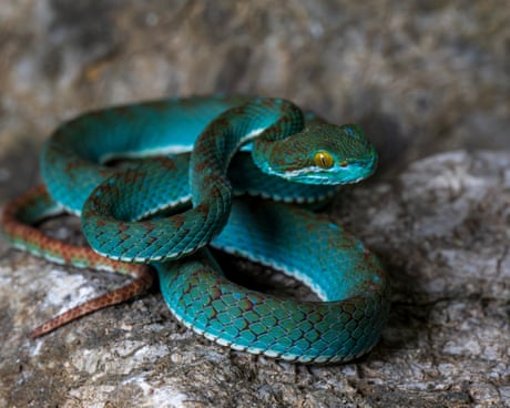 Secrets of the karst: new species found in Cambodia’s limestone caves – in pictures