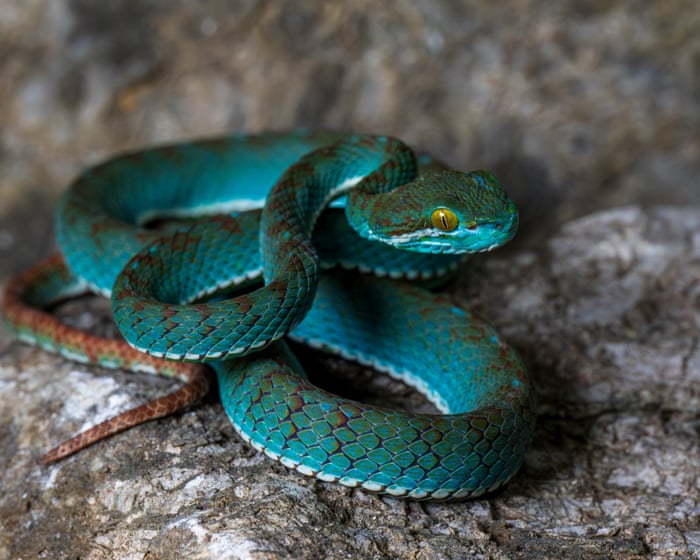 Secrets of the karst: new species found in Cambodia’s limestone caves – in pictures