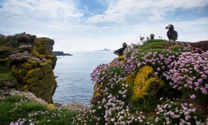 Lunga clifftop, puffin standing