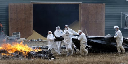 Workers disposing of chickens due to avian flu fears, Maryland, 2004
