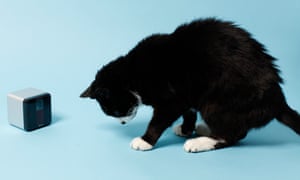 Toby gets ready for his close-up with Petcube Play