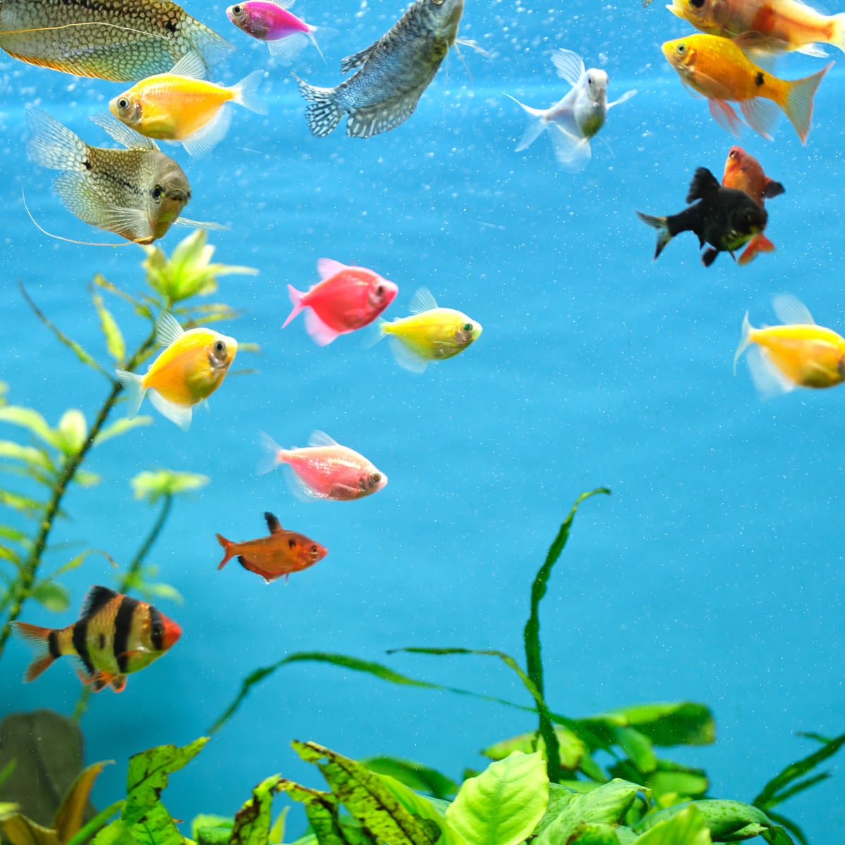Pet Fish pet-fish
