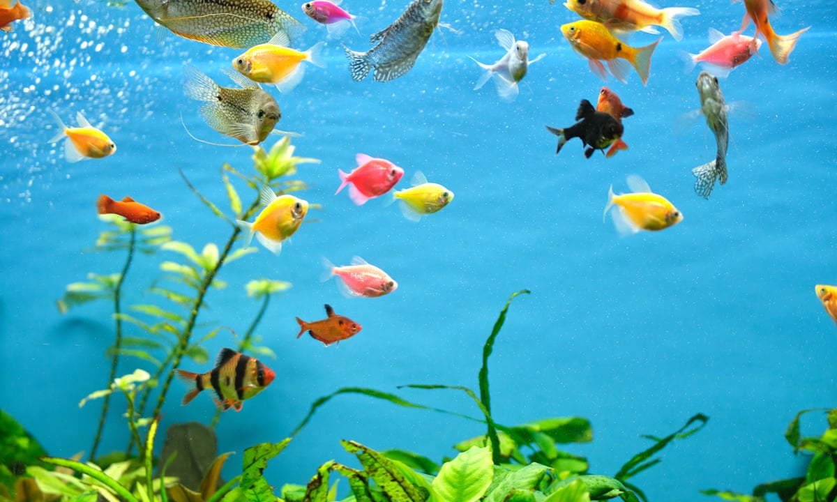 Usgs Fish Backgrounds Roe Tropical Fish Wallpaper Hd