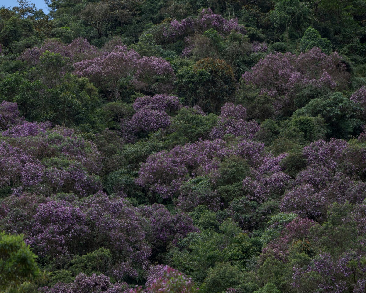 Meriania growing in the Tapichalaca reserve