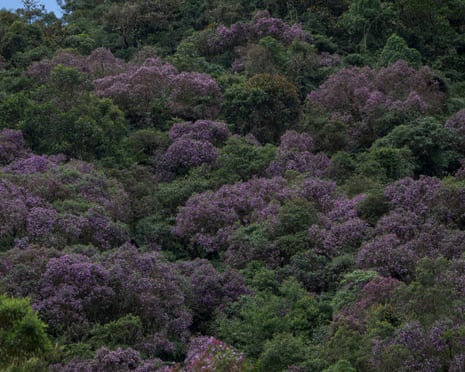 Meriania growing in the Tapichalaca reserve