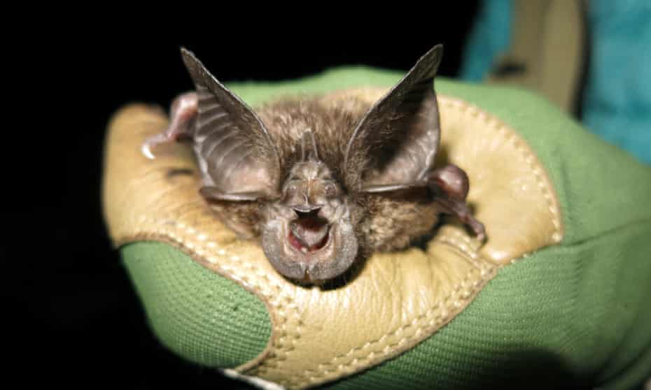 The Hill's horseshoe bat found in one of the caves in Nyungwe national park in Rwanda.