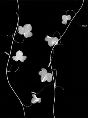 Cymbalaria muralis - Ivy-leaved Toadflax