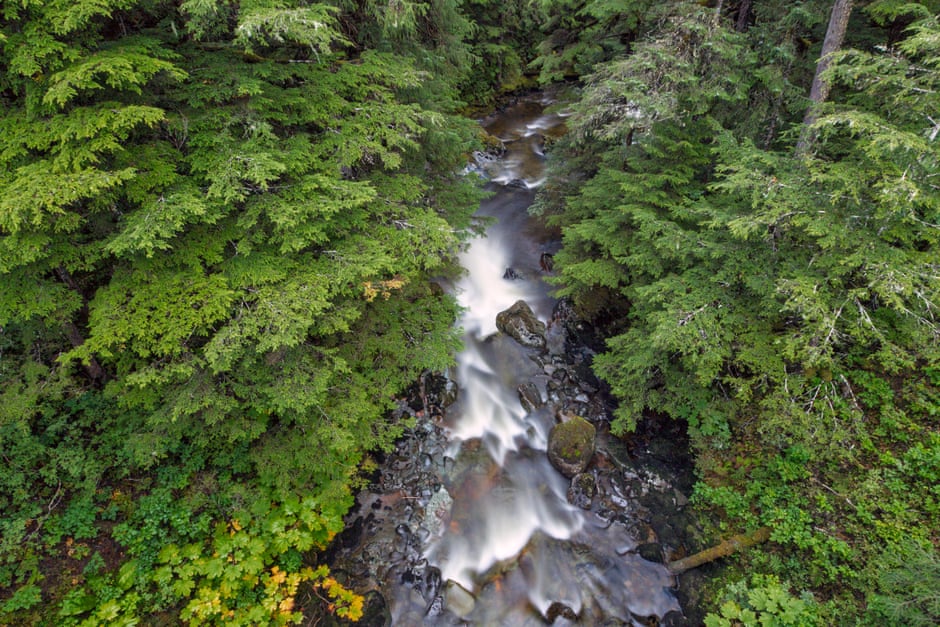 A river in the Tongass, which has been found to absorb more carbon than any other national forest. Photograph: Tim Plowden/Alamy Stock Photo