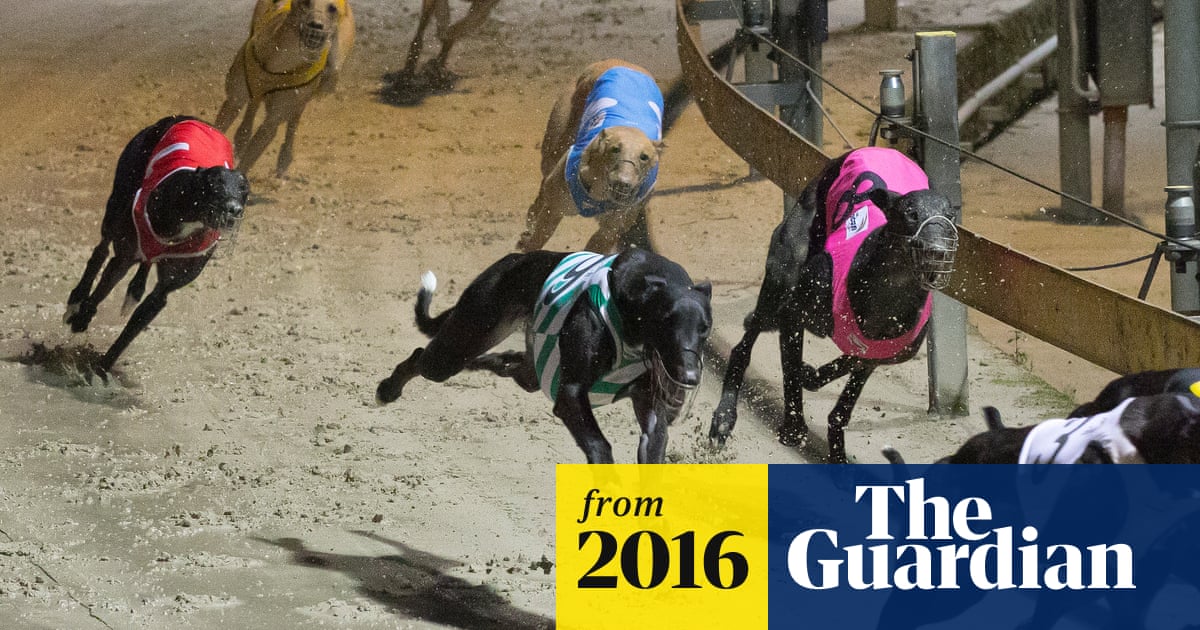 TikTok User Exodus To Lemon8 Looms Amidst Ban Speculation Greyhound racing ban: speculation grows over NSW government backflip