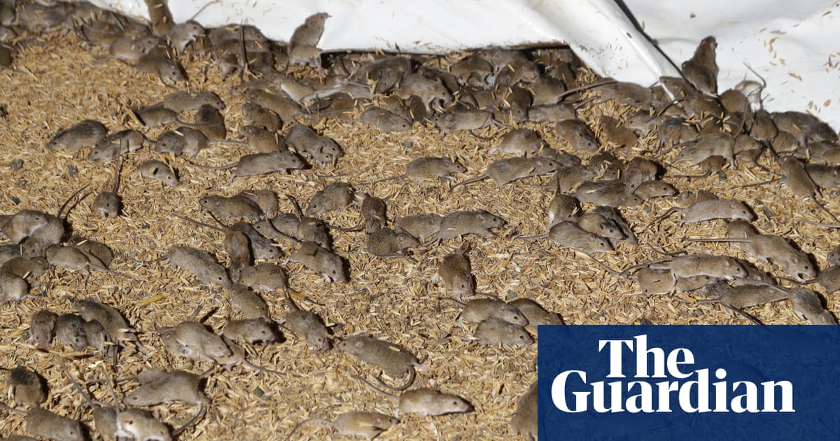 Australia’s mouse plague legacy leaves levies damaged following heavy floods – video
