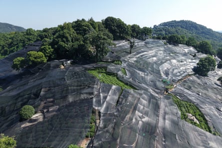 Local farmers use shade nets to protect tea trees from strong sunlight in China.