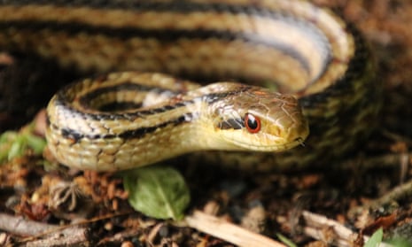 Researchers have used snakes fitted with tracking devices and dosimeters to measure radiation levels in the area around the Fukushima Dai-ichi Nuclear Plant, which suffered triple meltdowns in March 2011.