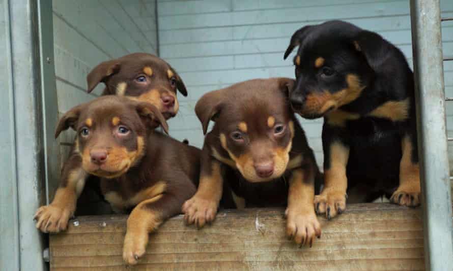 Kelpie puppies from Muster Dogs.