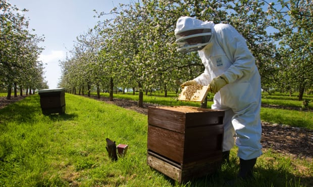 A beekeeper takes care of hives in Somerset