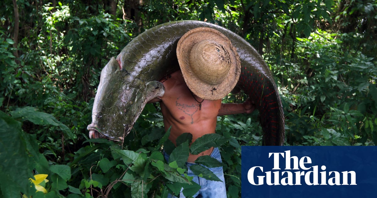 Amazon wild west: where drugs, fish and logging are big money but life is cheap